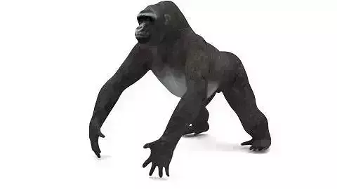 GORILLA