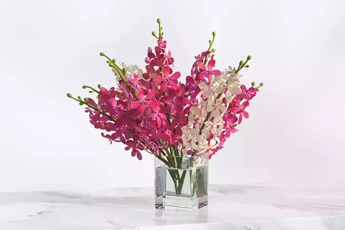Pink and white flower in a vase