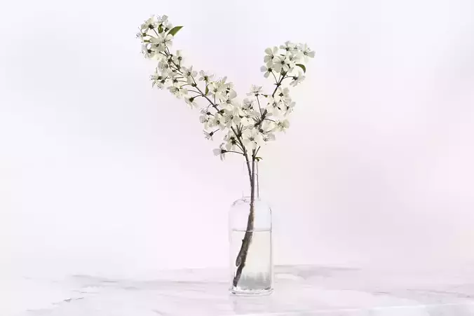Twig with white flowers in a glass vase