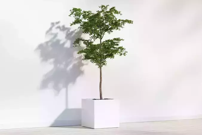 Green tree in white bowl 3D model