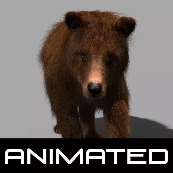 3D animated Wild Bear model 3D model