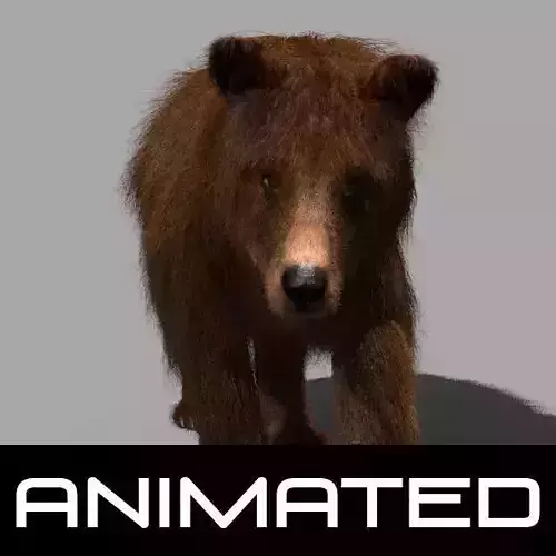 3D animated Wild Bear model 3D model