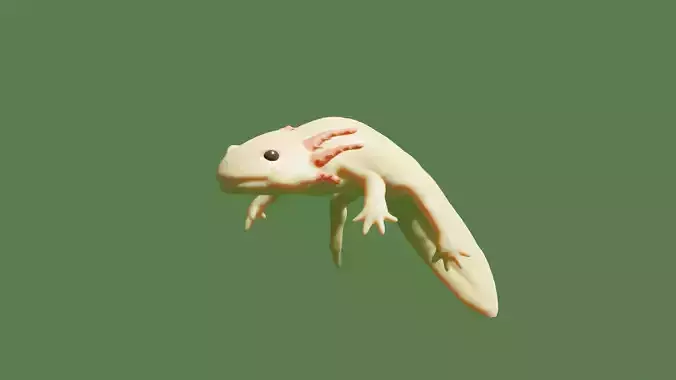 Axolotl