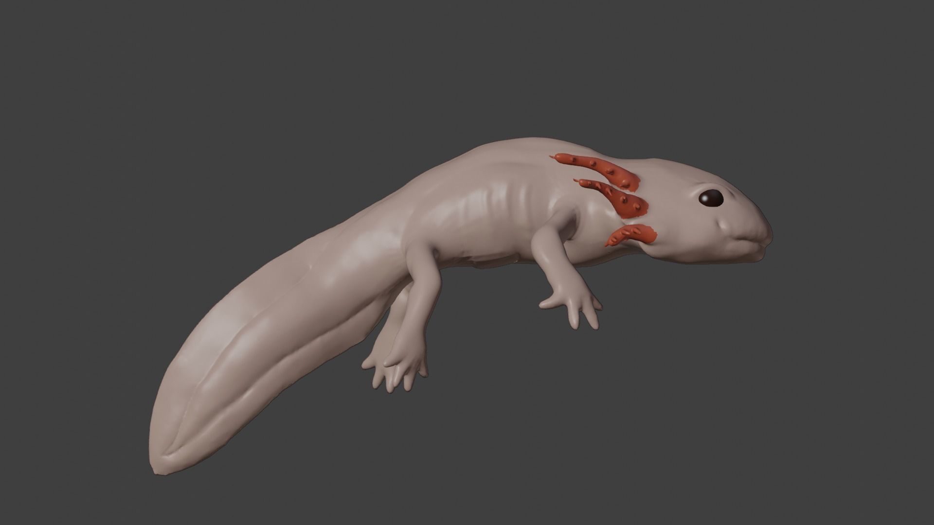 Axolotl 3D model_3