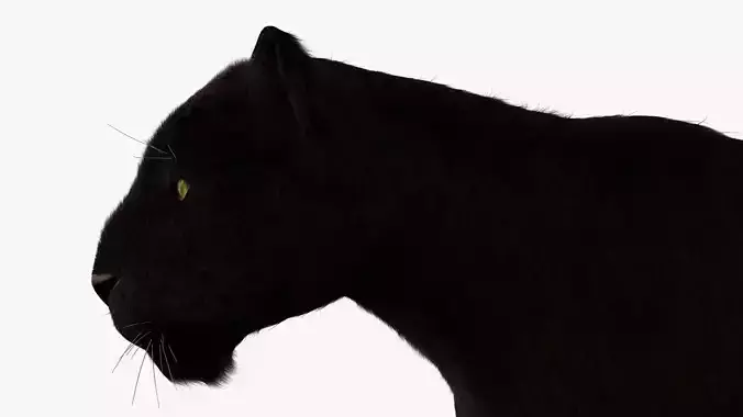 Black Leopard 3D model