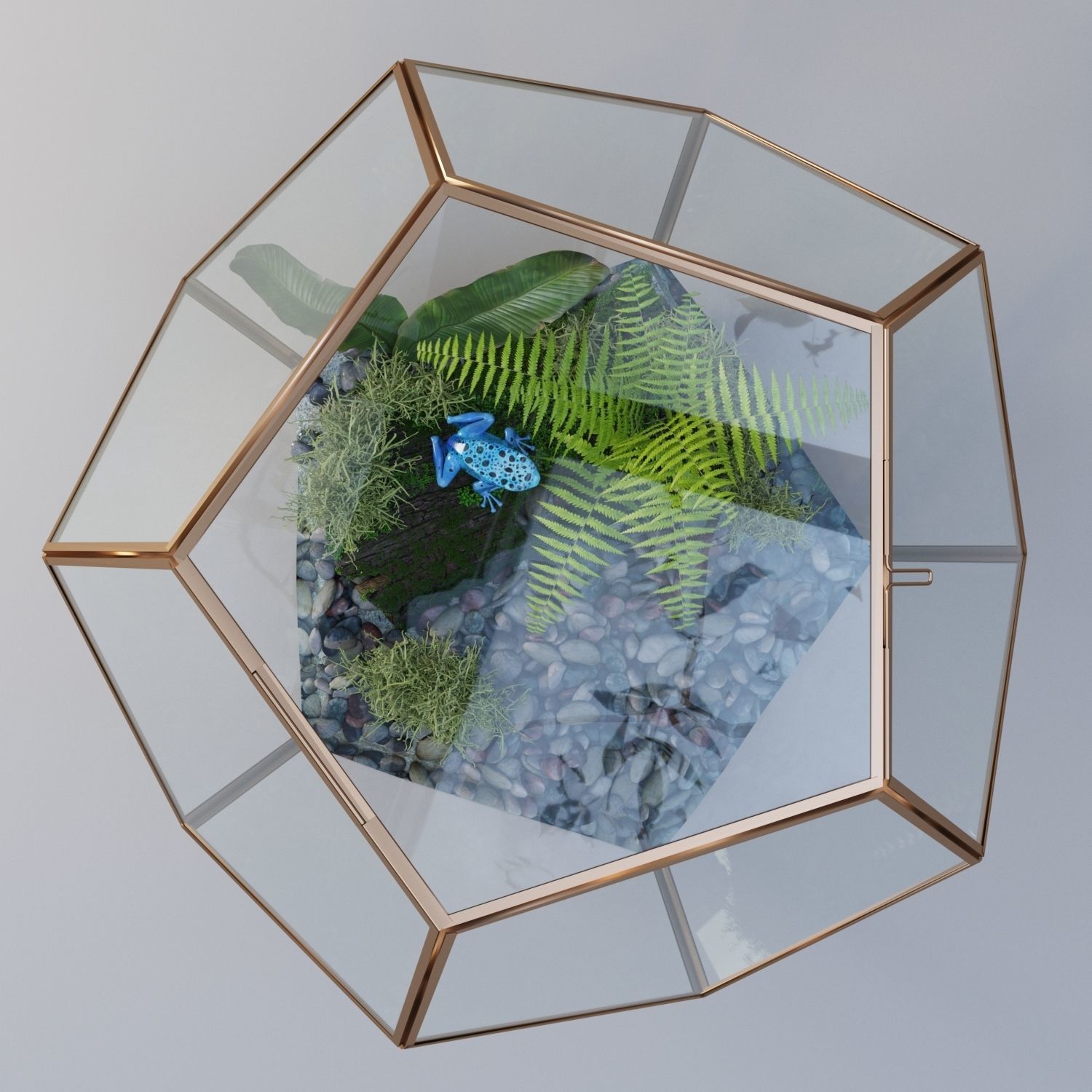 Terrarium with a frog 3D model_4