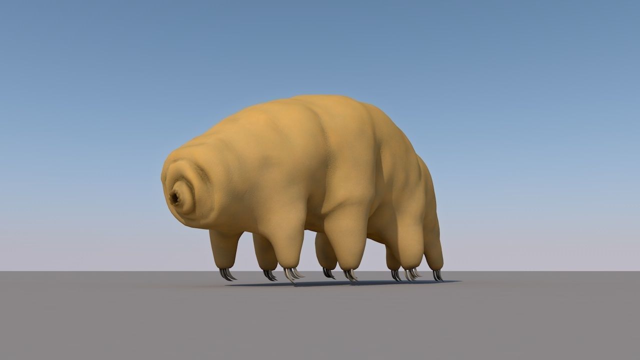 Tardigrade 3D model hamster 3D model_2