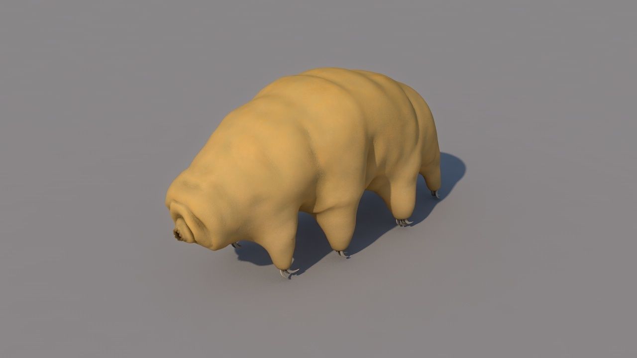 Tardigrade 3D model hamster 3D model_3