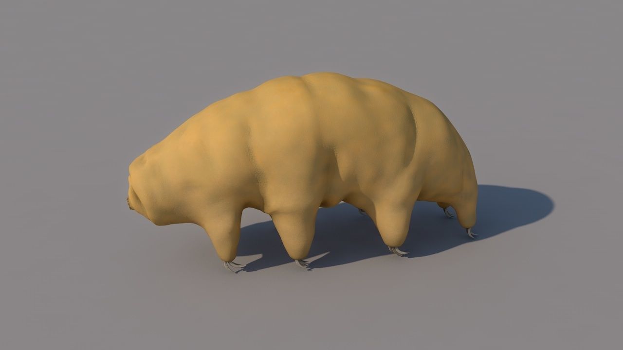 Tardigrade 3D model hamster 3D model_4