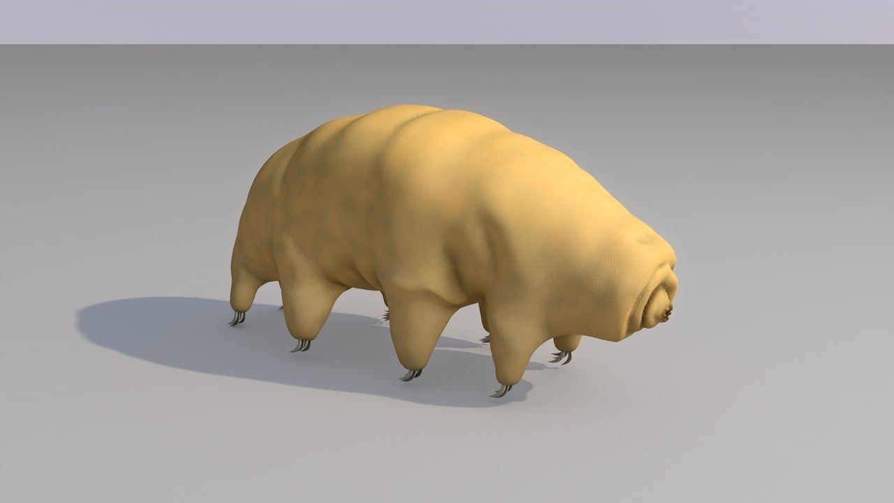 Tardigrade 3D model hamster 3D model_1
