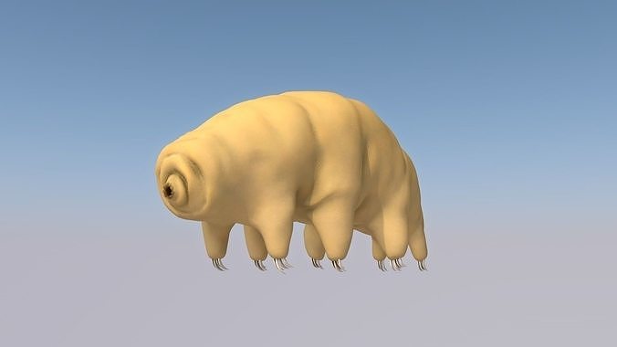 Tardigrade 3D model hamster 3D model