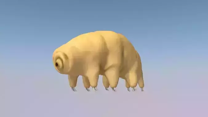 Tardigrade 3D model hamster 3D model