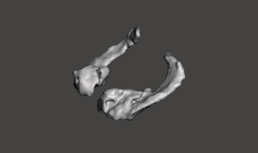 Hippocampus of Brain 3D model 3D printable | CGTrader