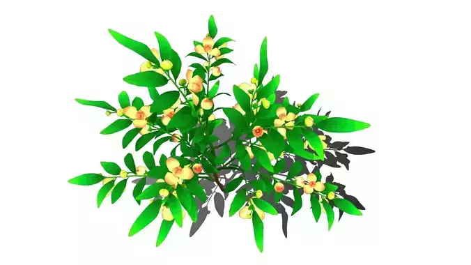 Flower Rumdul Low-poly 3D model