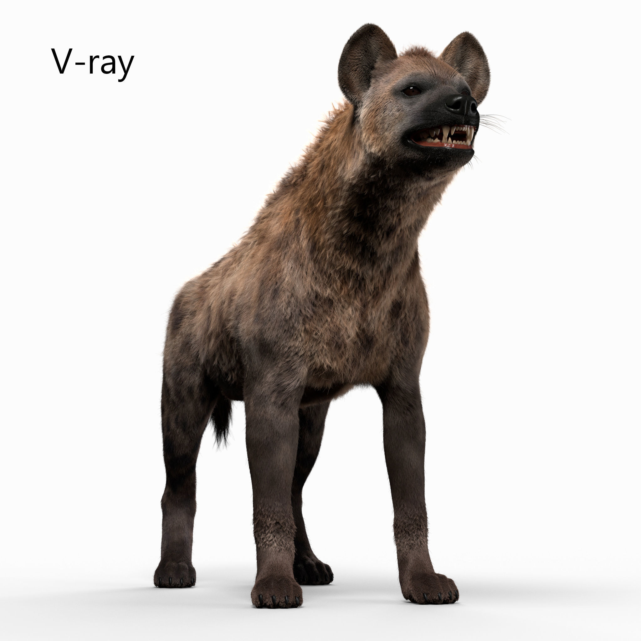Hyena For Production 3D model_2