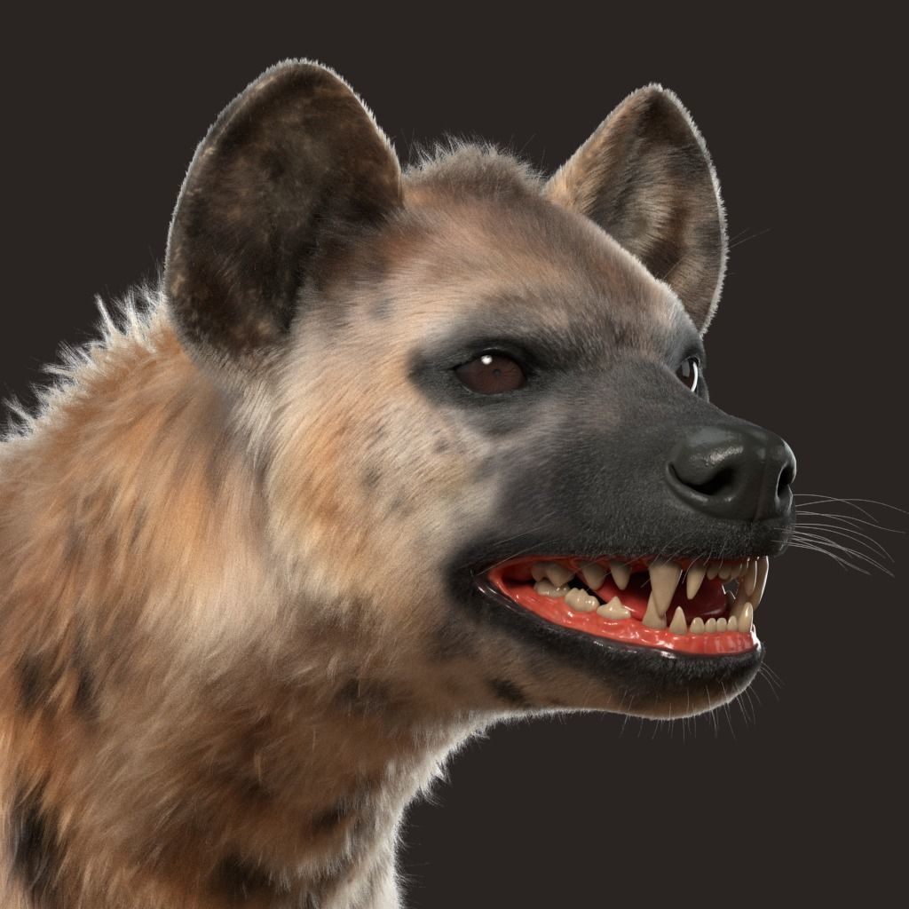 Hyena For Production 3D model_15