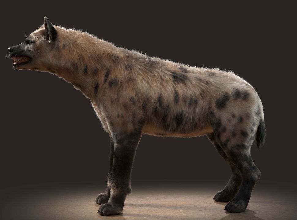 Hyena For Production 3D model_22