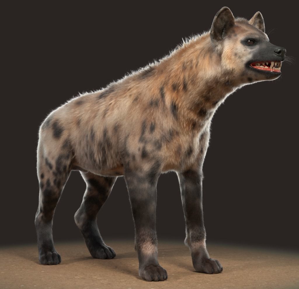 Hyena For Production 3D model_20