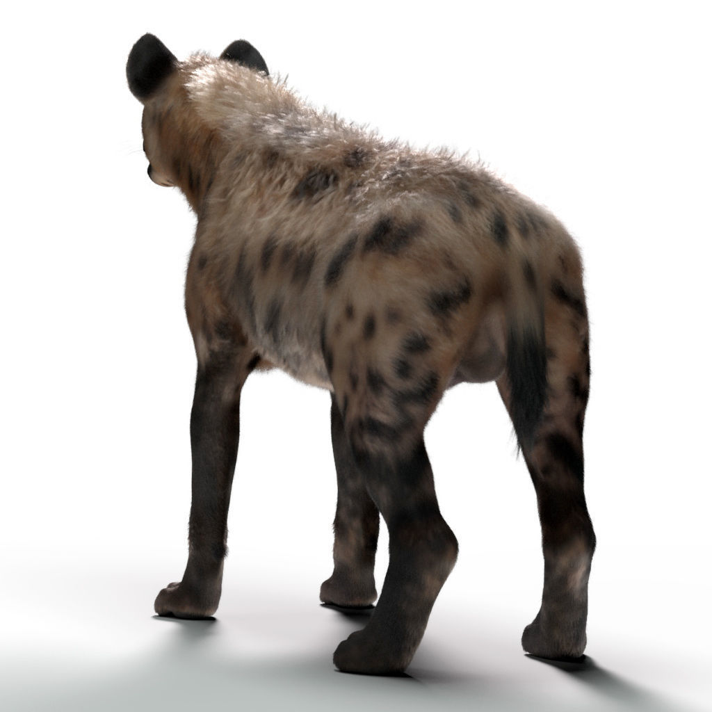 Hyena For Production 3D model_13