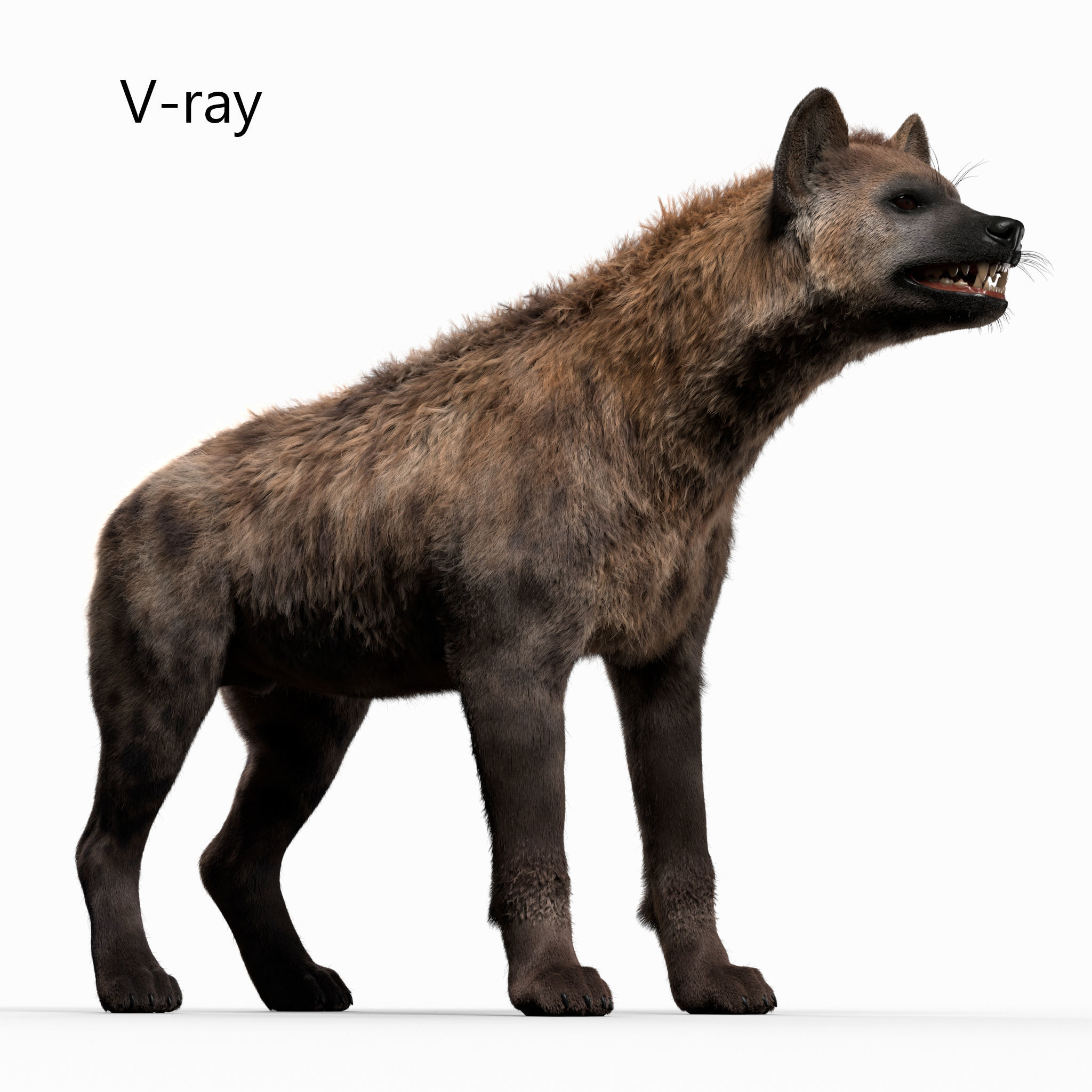 Hyena For Production 3D model_3
