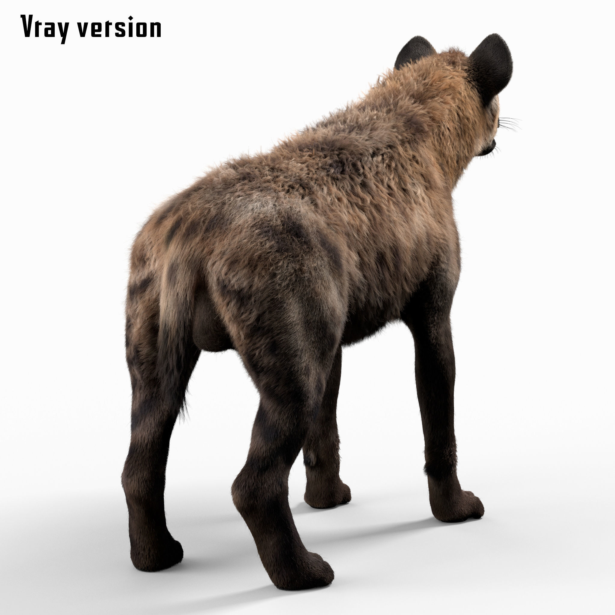 Hyena For Production 3D model_6