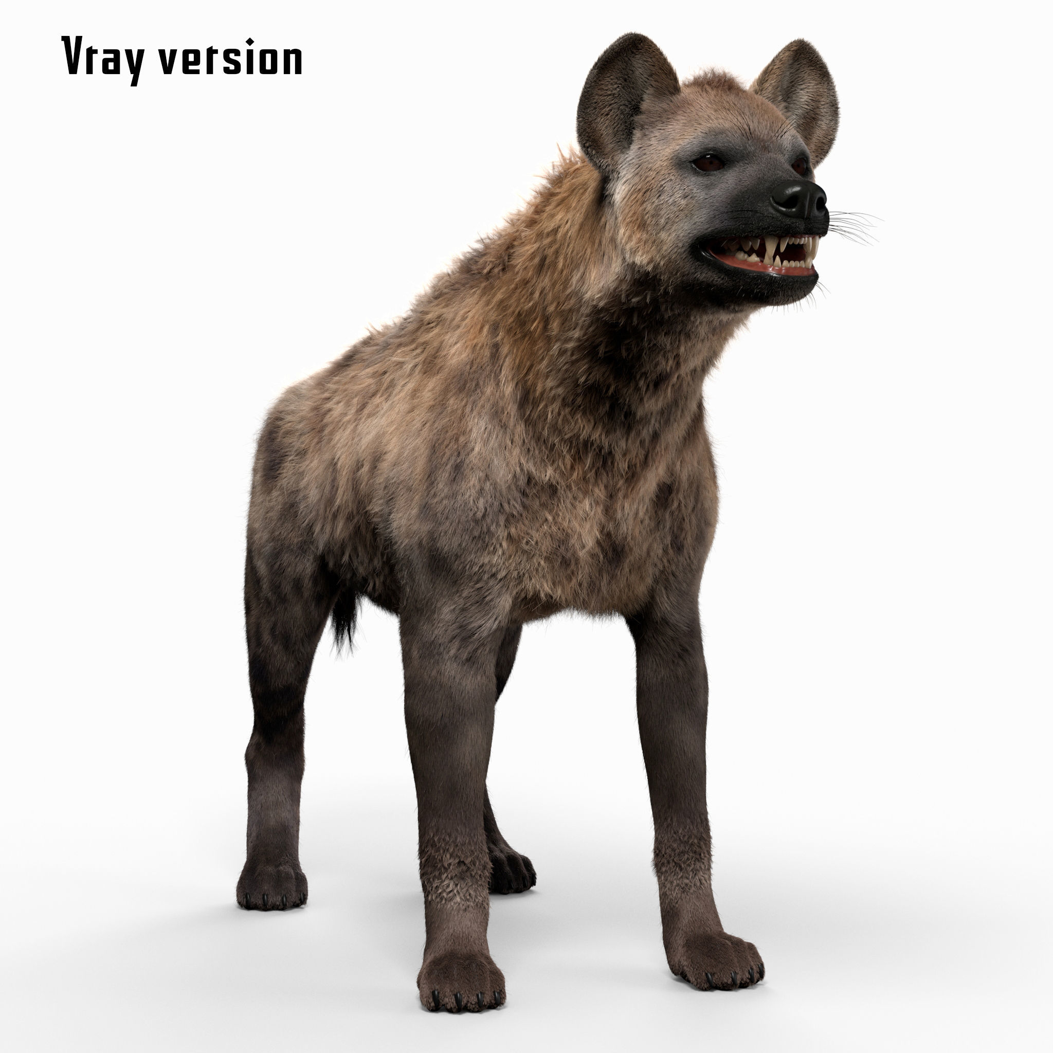 Hyena For Production 3D model_5
