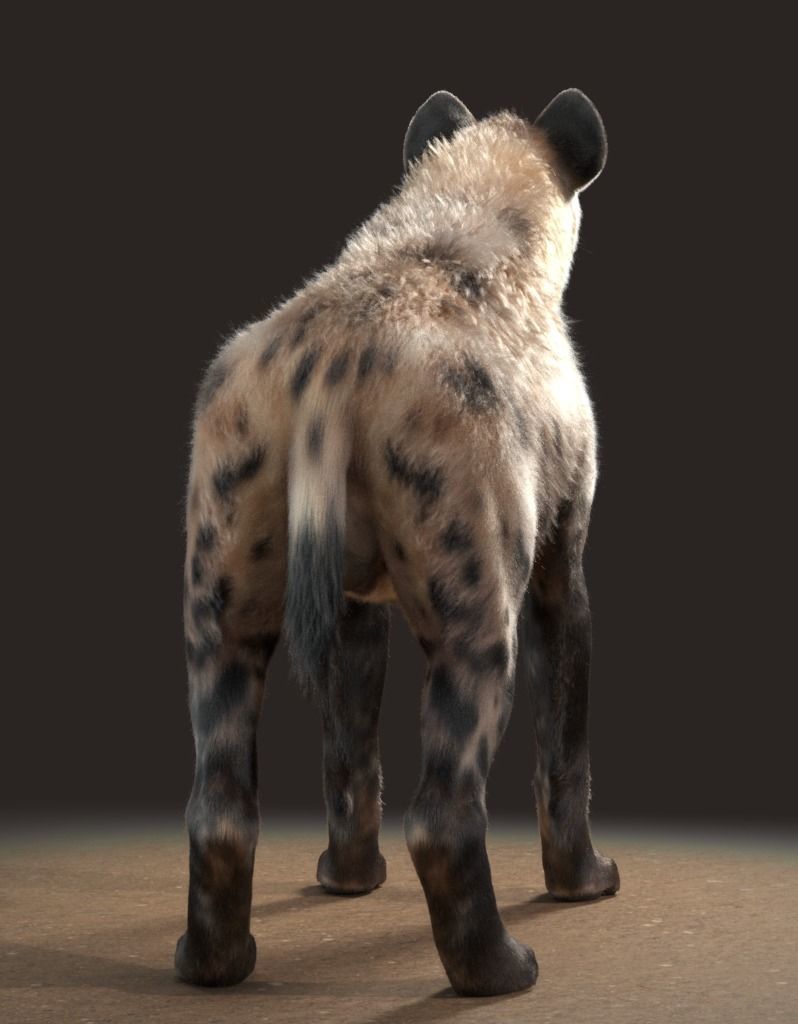 Hyena For Production 3D model_25