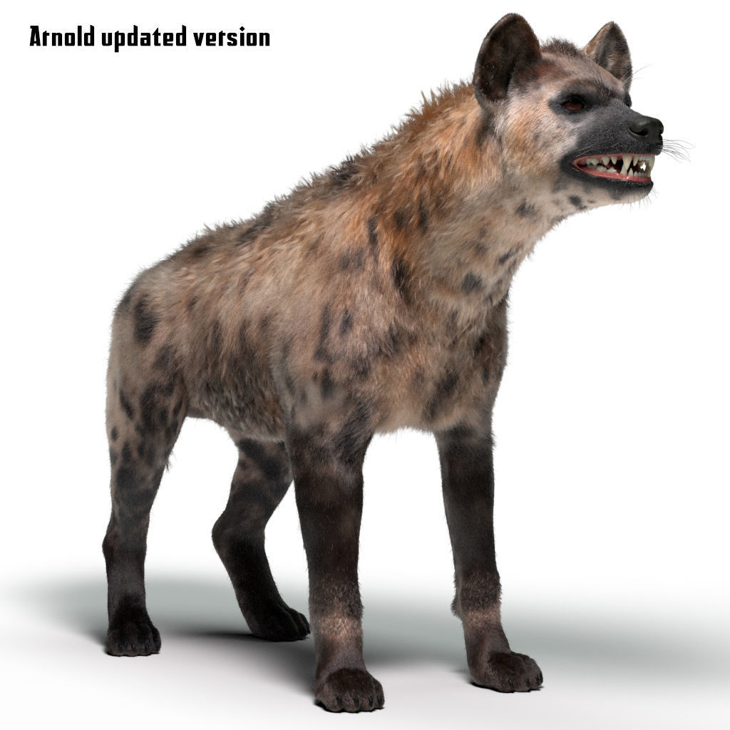 Hyena For Production 3D model_9