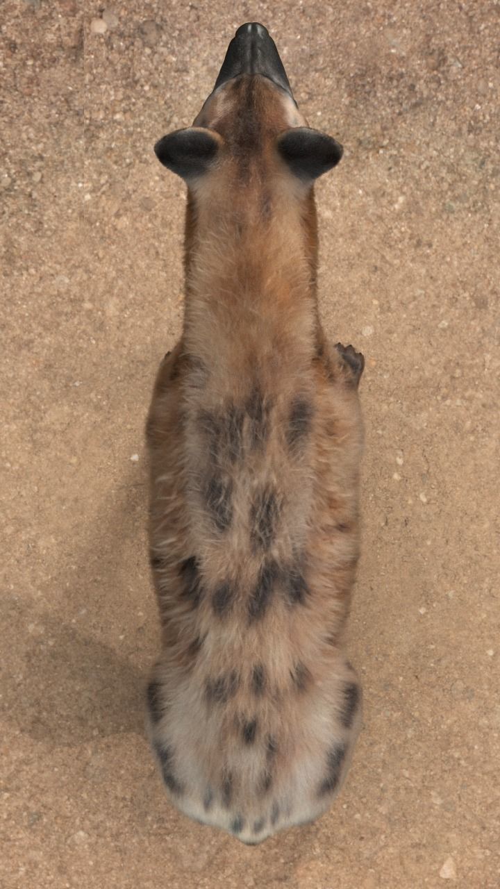 Hyena For Production 3D model_23