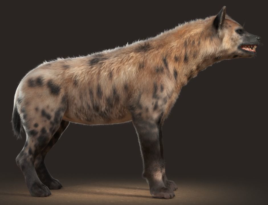 Hyena For Production 3D model_24