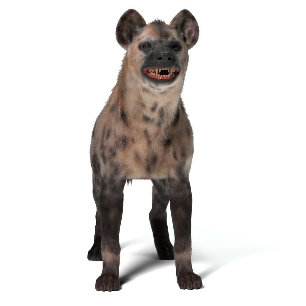 Hyena For Production 3D model_12