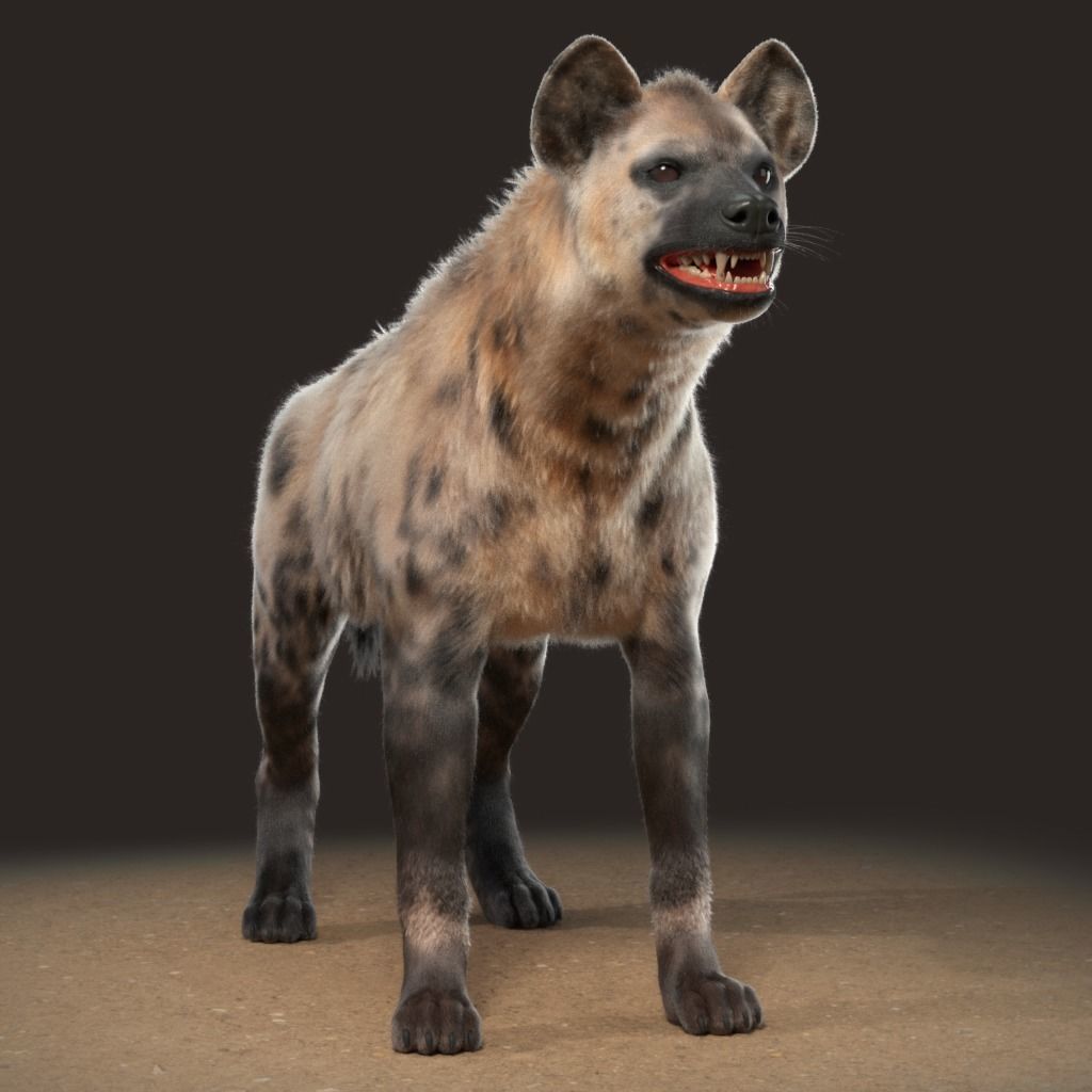 Hyena For Production 3D model_19