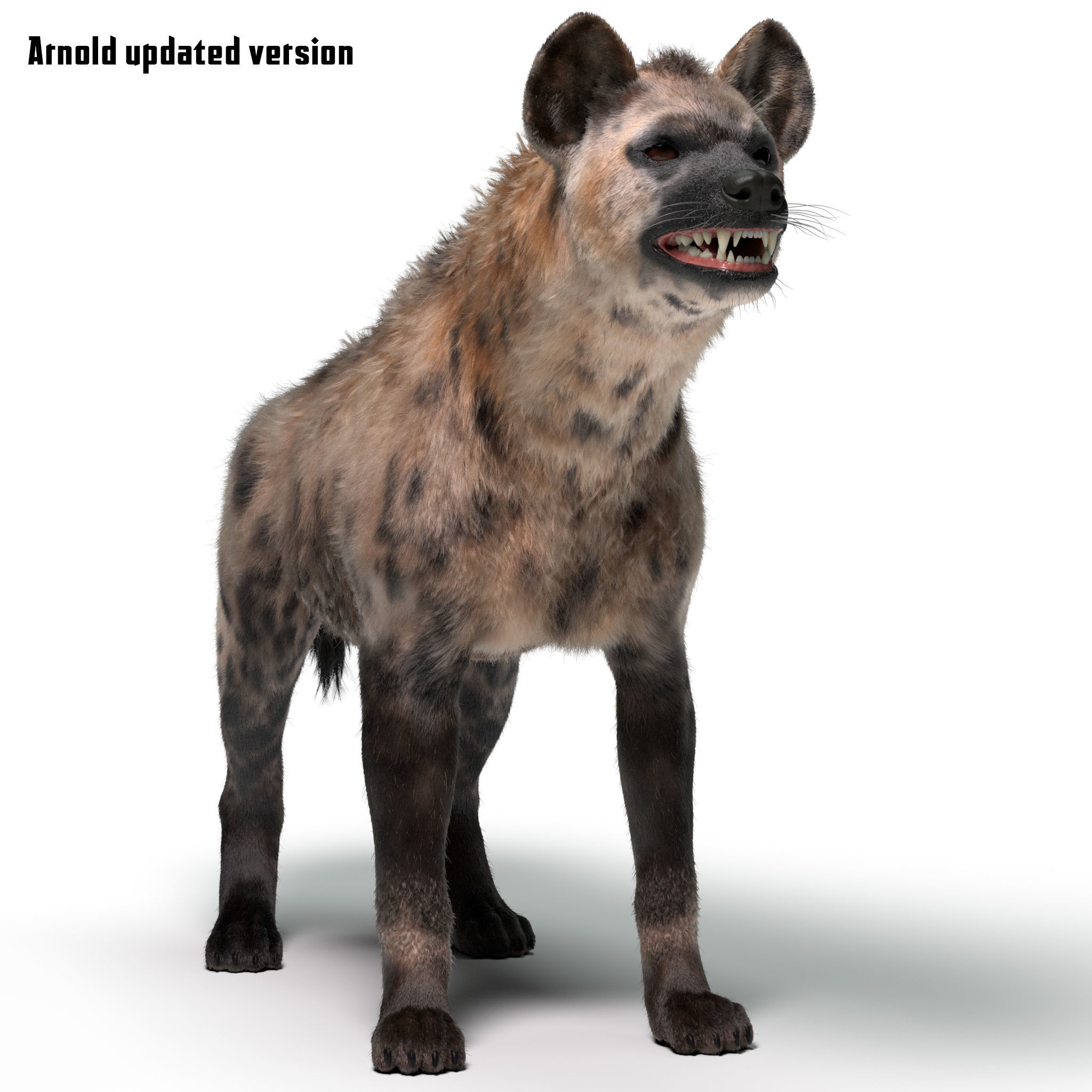 Hyena For Production 3D model_8