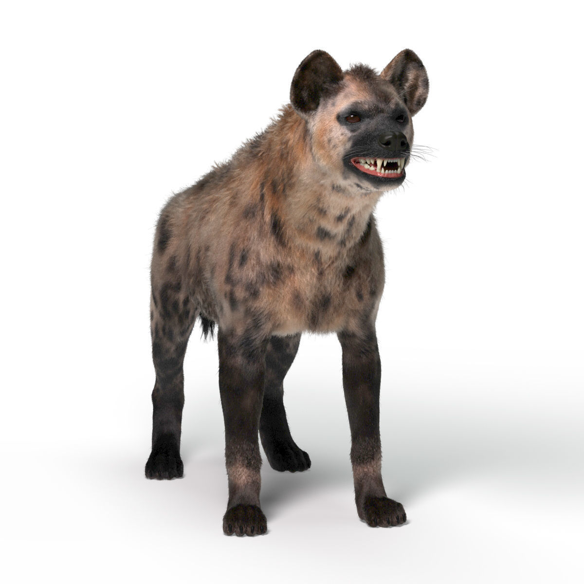 Hyena For Production 3D model_7