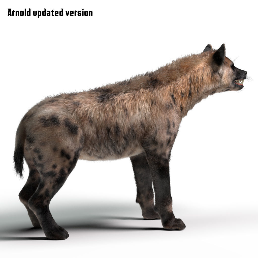 Hyena For Production 3D model_10