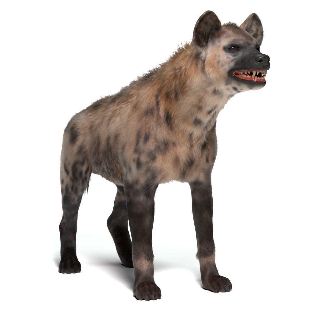 Hyena For Production 3D model_11