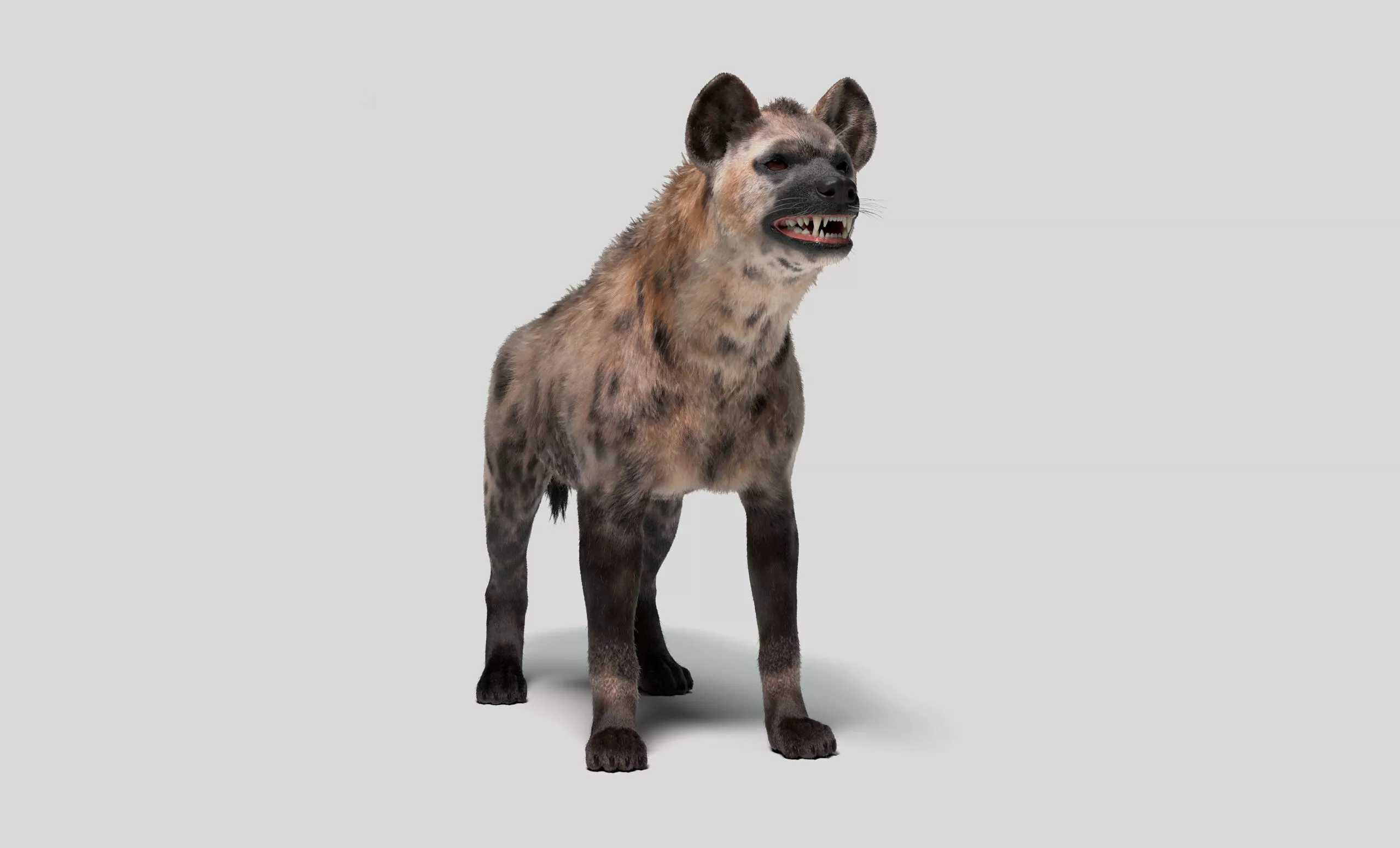 Hyena For Production 3D model