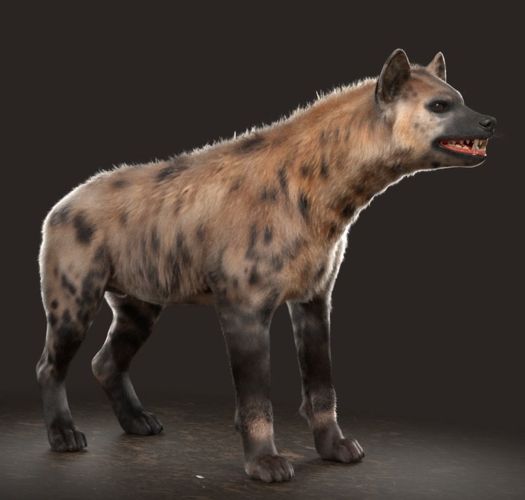 Hyena For Production 3D model_17