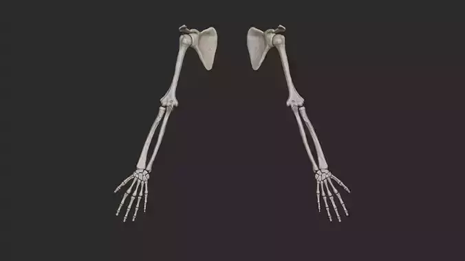 Human Arm Bones High Poly 3D model