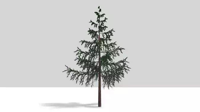 SPRUCE fir tree