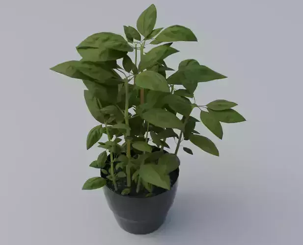 Basil Plant
