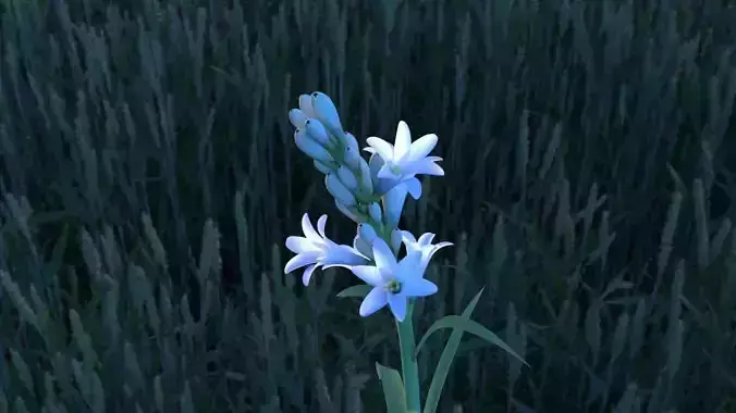 Tuberose Blooming flower animation 3D model