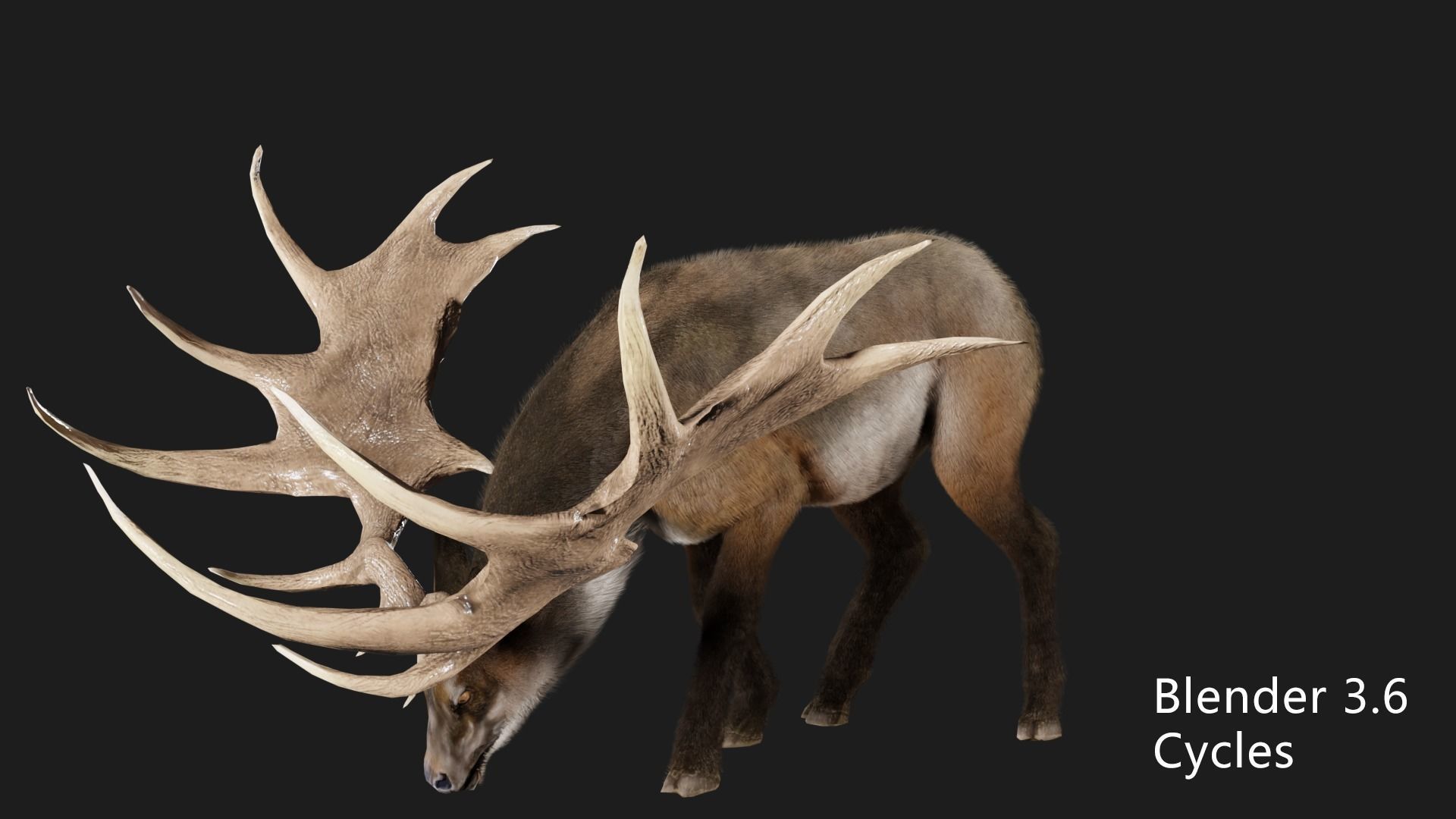 megaloceros elk deer moose Low-poly 3D model_7
