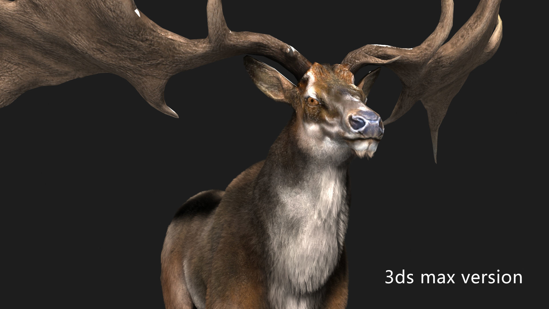 megaloceros elk deer moose Low-poly 3D model_6