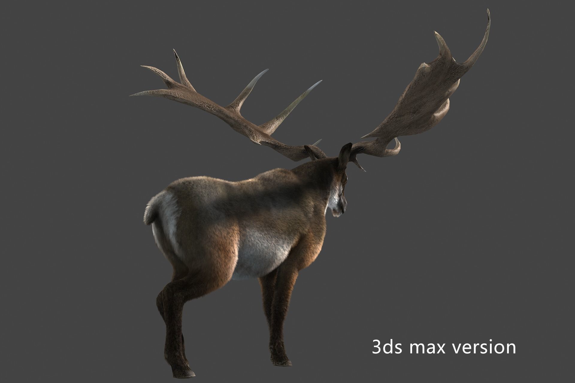 megaloceros elk deer moose Low-poly 3D model_5