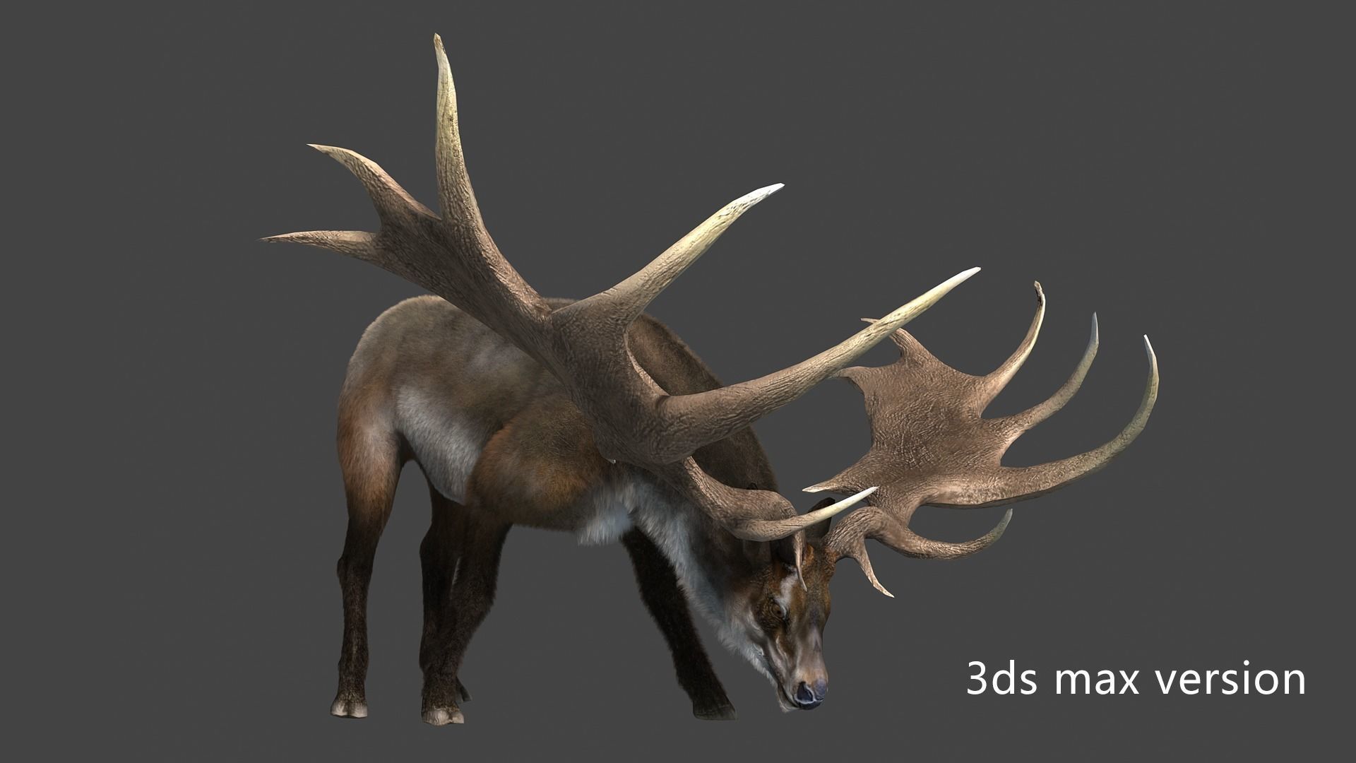 megaloceros elk deer moose Low-poly 3D model_4