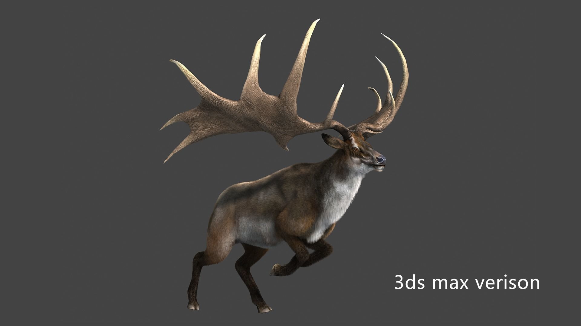 megaloceros elk deer moose Low-poly 3D model_3