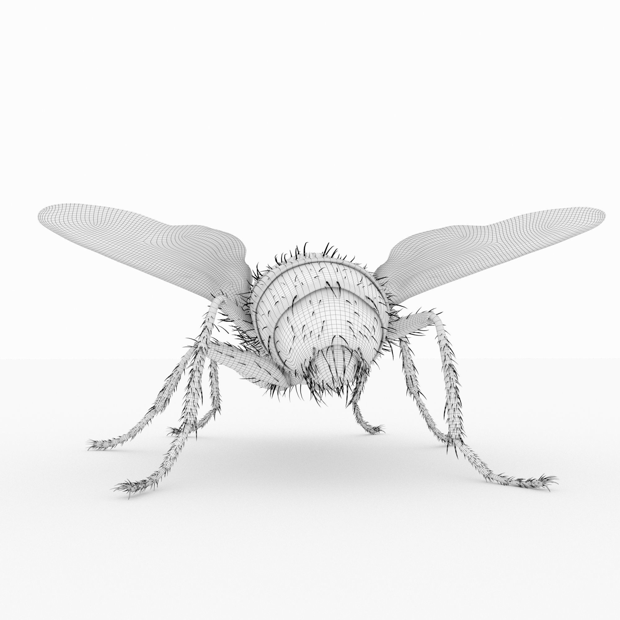 fly 3d models 3D model_6