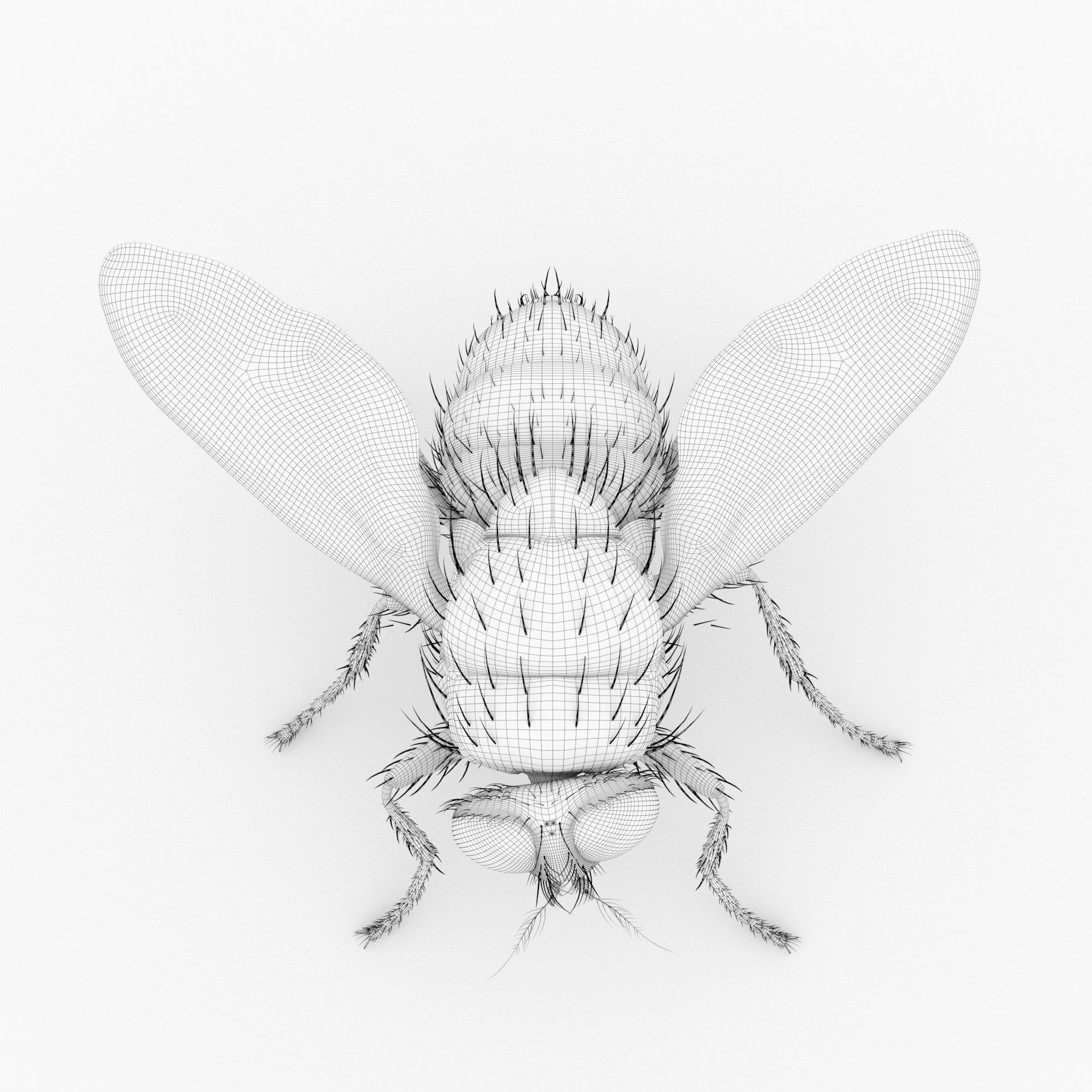 fly 3d models 3D model_8