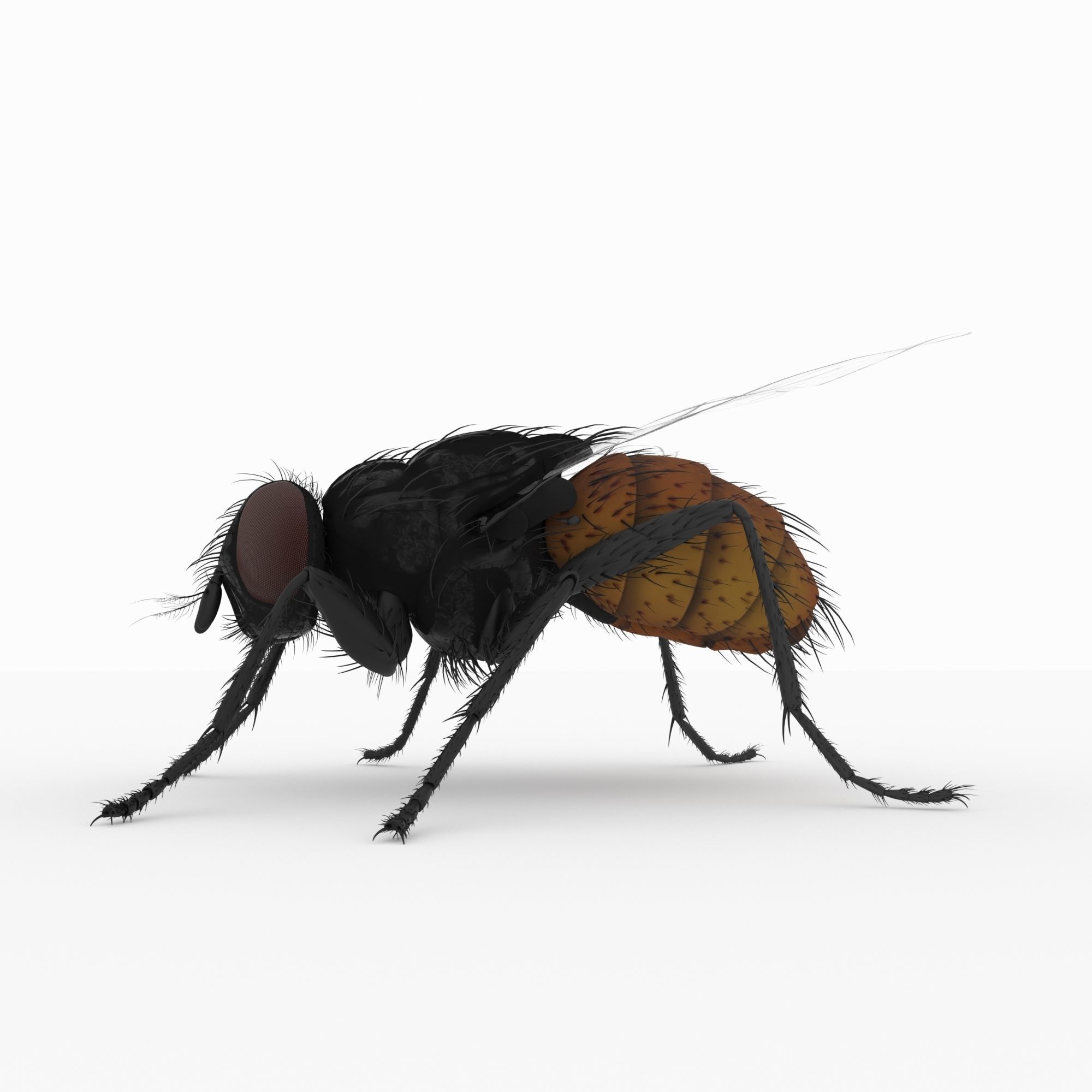 fly 3d models 3D model_2